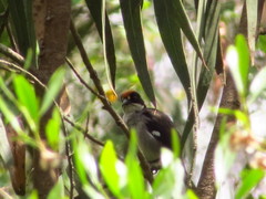 Atlapetes leucopterus