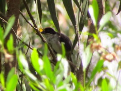 Atlapetes leucopterus