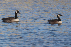 Branta canadensis parvipes