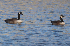 Branta canadensis parvipes