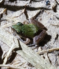 Physalaemus albonotatus