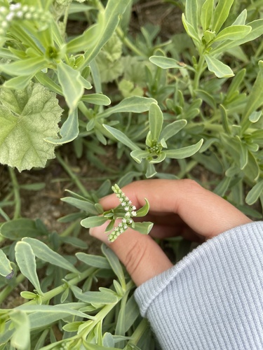 iNaturalist observation photo of alkali heliotrope