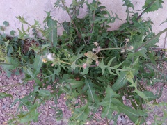 Sonchus oleraceus