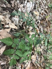 Puccinia pimpinellae