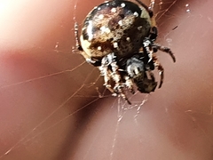 Araneus rotundulus