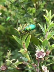 Diphucephala colaspidoides