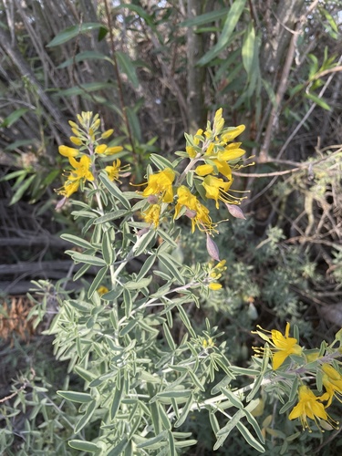 iNaturalist observation photo of Bladderpod