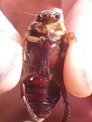 Dytiscus hybridus