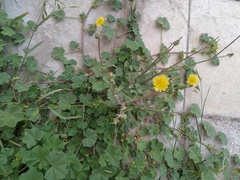 Sonchus oleraceus