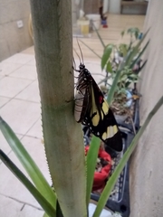 Phaloe cruenta