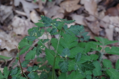 Puccinia pimpinellae