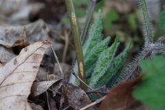 Puccinia pimpinellae