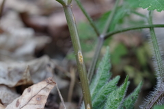 Puccinia pimpinellae