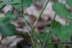 Puccinia pimpinellae
