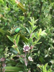 Diphucephala colaspidoides