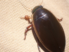 Dytiscus hybridus