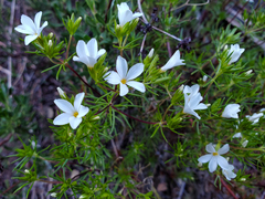 Leptosiphon floribundus