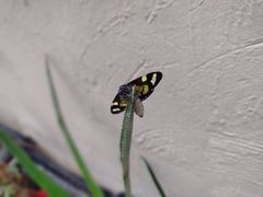 Phaloe cruenta