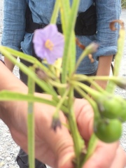 Solanum vescum
