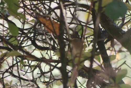 White-throated Thrush (Turdus assimilis), photo 7
