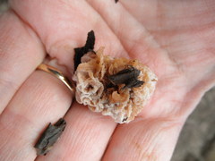 Hypomyces tremellicola