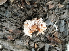 Hypomyces tremellicola