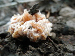 Hypomyces tremellicola