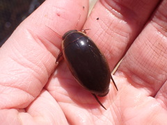 Dytiscus hybridus