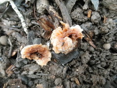 Hypomyces tremellicola