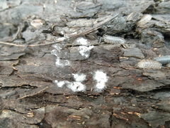 Hypomyces tremellicola