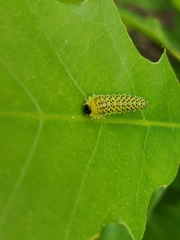 Periclista