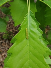 Periclista