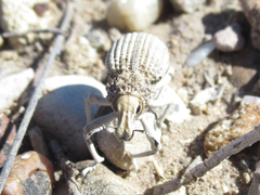 Ophryastes latirostris