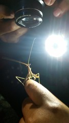 Stagmomantis domingensis