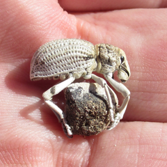 Ophryastes latirostris