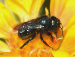 Cephalosmia
