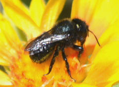 Cephalosmia