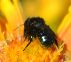 Cephalosmia