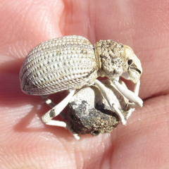 Ophryastes latirostris