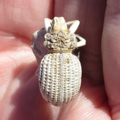 Ophryastes latirostris