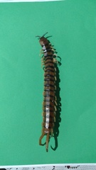 Scolopendra alternans