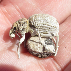 Ophryastes latirostris