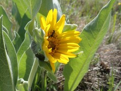 Wyethia helenioides