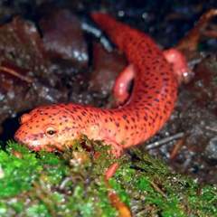 Pseudotriton ruber ruber