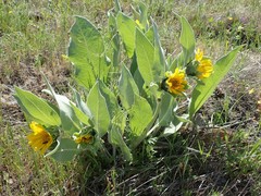 Wyethia helenioides