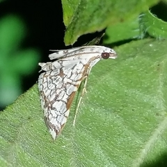 Glyphodes floridalis