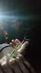 Stagmomantis domingensis