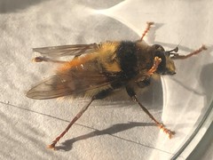 Criorhina