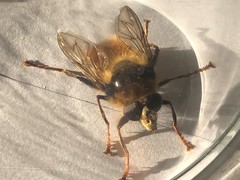 Criorhina