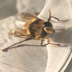 Criorhina